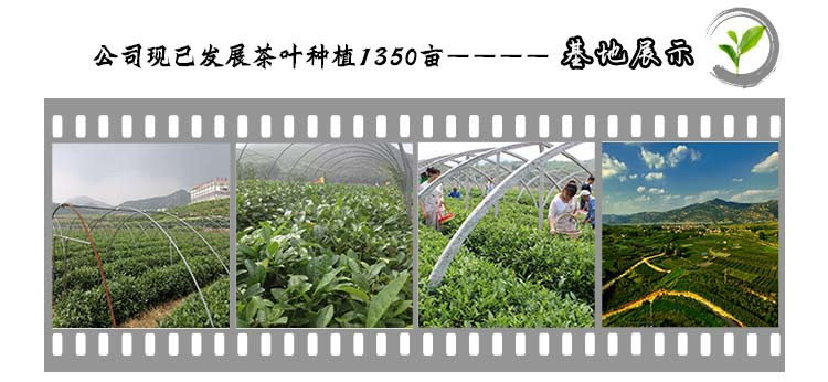 泉城 韵致泉城红茶 75g*4礼盒装