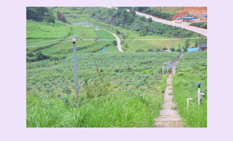 白竹林 凯里【麻江蓝莓·原浆果酒】【买3送3】全国部分地区包邮