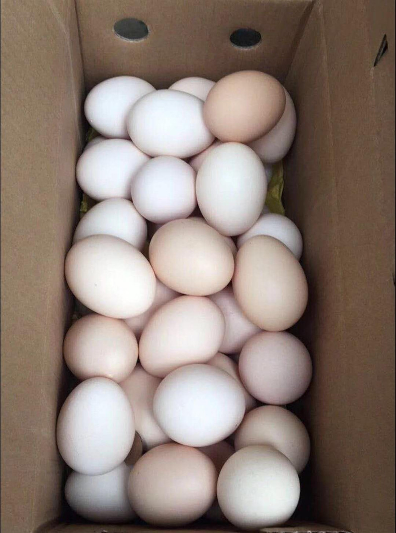 农家自产 4.25-5【青岛城区】山鸡蛋50斤