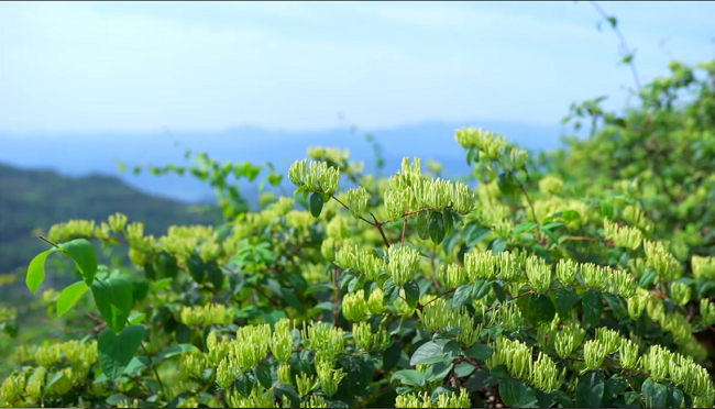 攀丰 [邵阳 隆回]隆回花瑶高山纯金银花茶30克/罐*1