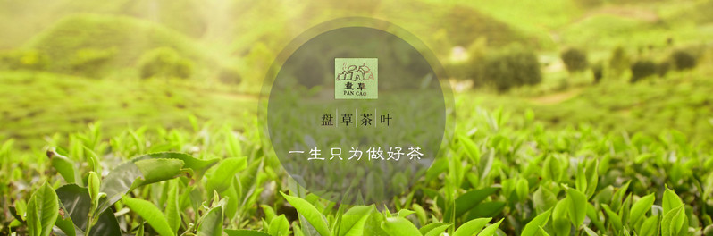   湘西古丈毛尖绿茶盘草二级办公茶 帮扶产品