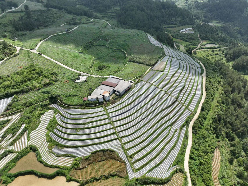 寿康宝 百津古丈藤茶