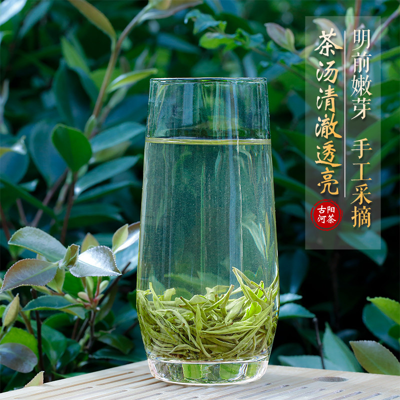 古阳河 【湘西】金色黄金茶【2024明前茶】50g*1罐
