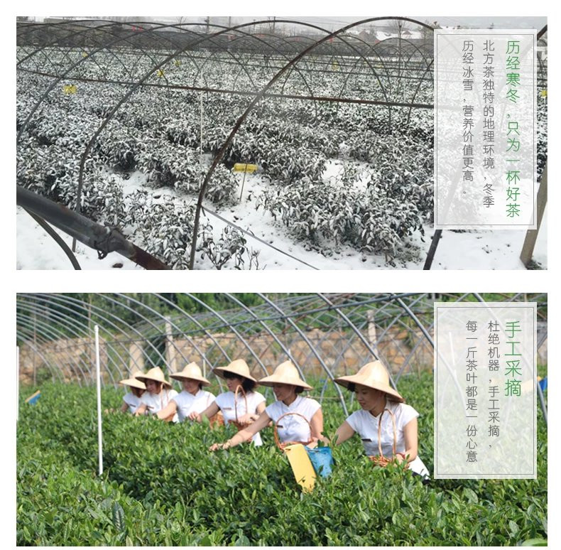 济南泉城茶 灵岩红茶  茗泉春早礼盒 春茶  茶叶 200g/提