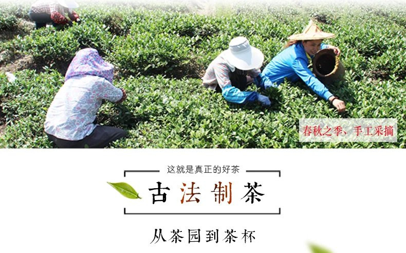 正宗铁观音茶叶清香型 正秋铁观音 乌龙茶 250g 立泰山