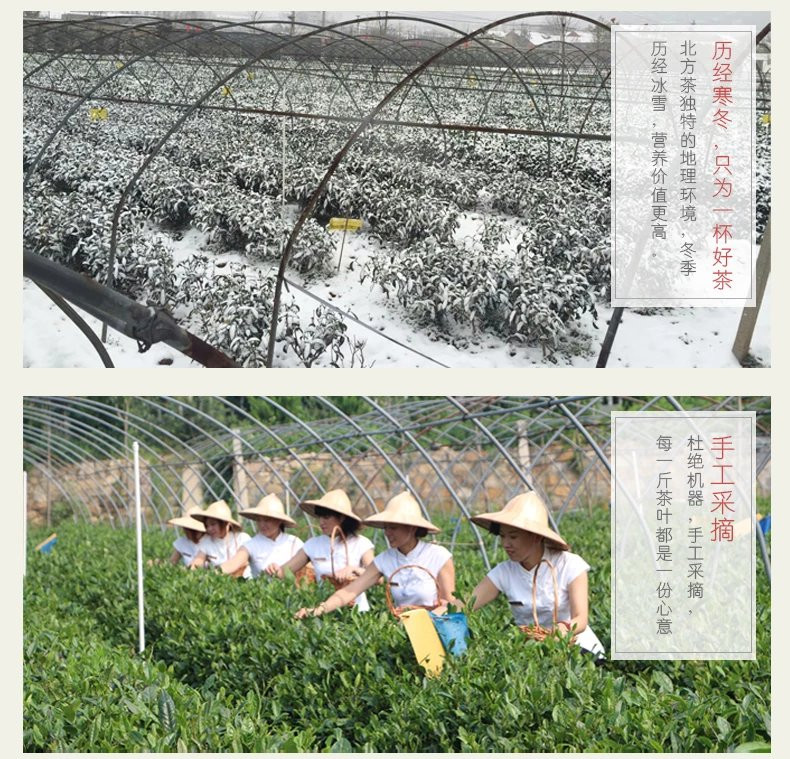 灵岩有机红茶 泉城红茶 180g精品礼盒装 小泡袋 济南特产茶叶