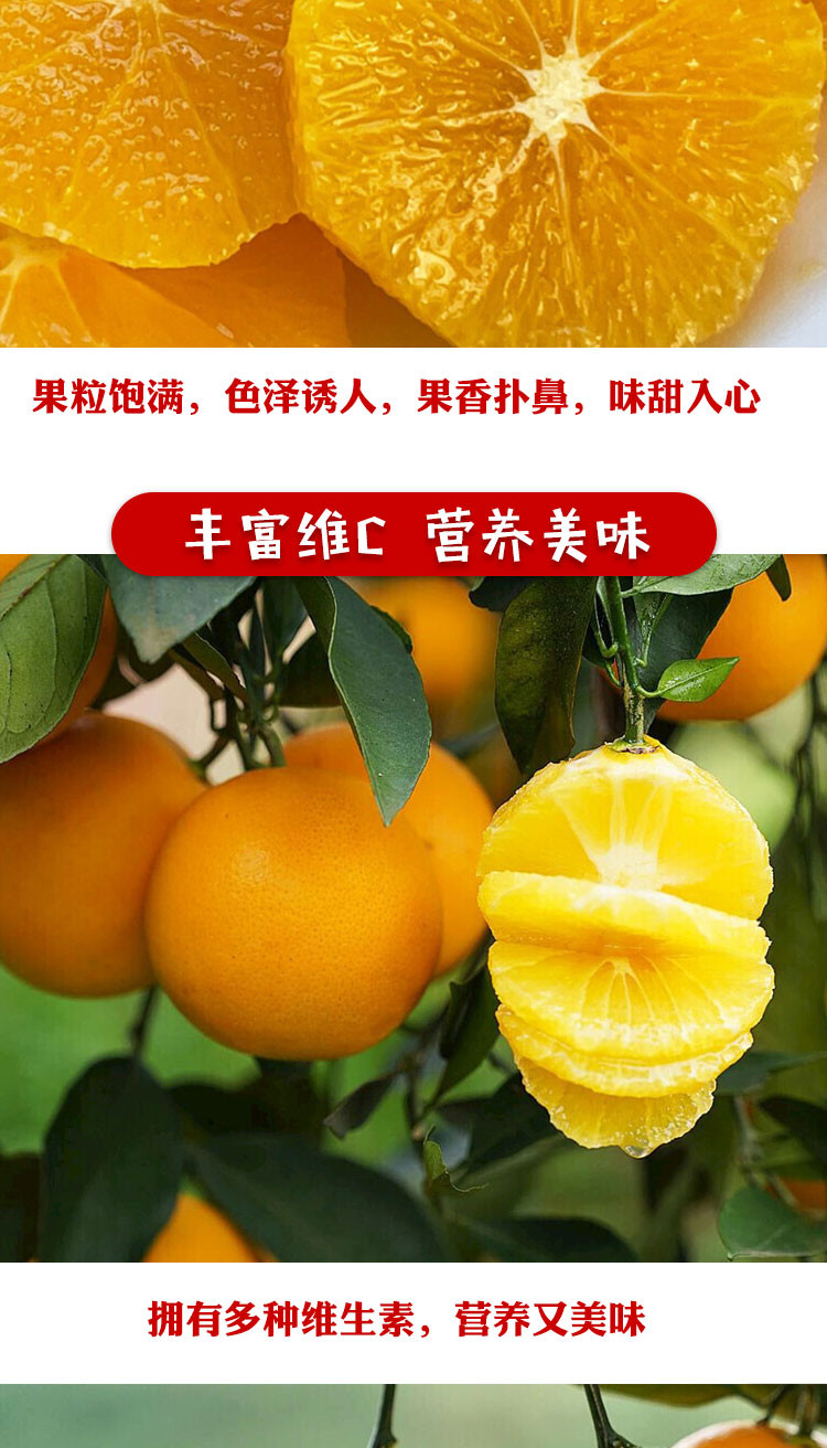 湘九红 【石门振兴馆】 湖南常德 石门冰糖橙 带箱10斤装