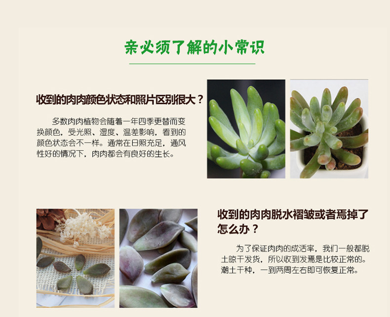 【四月小铺】精品多肉小植物 室内绿色微景观 小盆栽 办公室防辐射