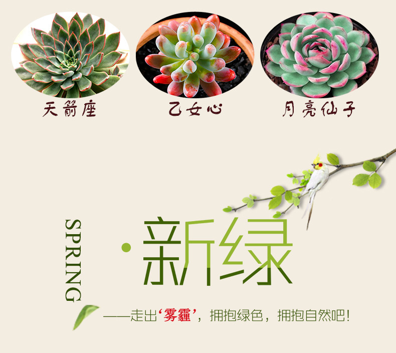 【四月小铺】精品多肉小植物 室内绿色微景观 小盆栽 办公室防辐射