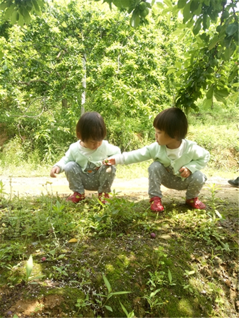 【电商助农】“李子西施”第三届李子节精选2斤大果 林州三井李子新鲜大果现摘现发