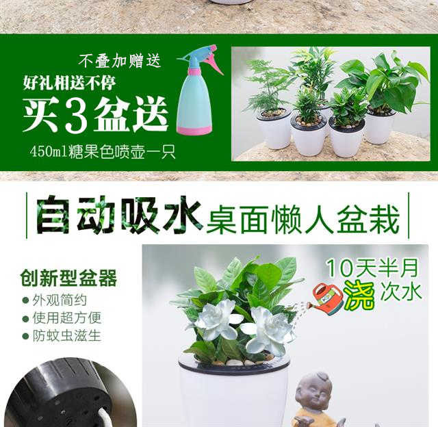 绿植花卉绿萝盆栽发财树栀子花盆栽懒人红掌白掌粉掌室内水培植物