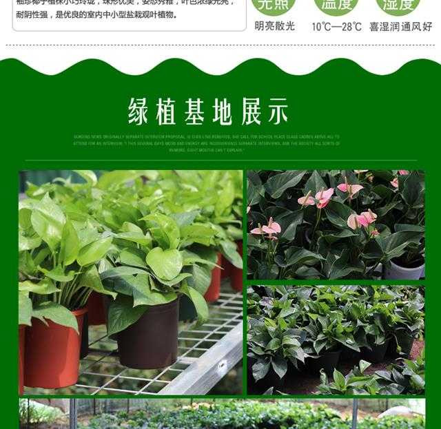 绿植花卉绿萝盆栽发财树栀子花盆栽懒人红掌白掌粉掌室内水培植物