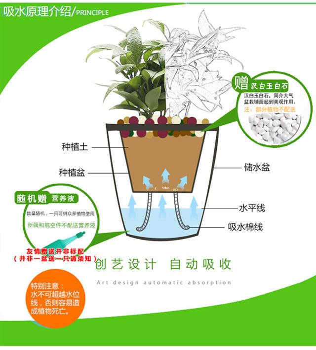 绿植花卉绿萝盆栽发财树栀子花盆栽懒人红掌白掌粉掌室内水培植物