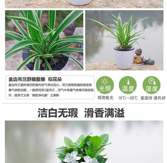 绿植花卉绿萝盆栽发财树栀子花盆栽懒人红掌白掌粉掌室内水培植物