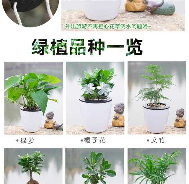 绿植花卉绿萝盆栽发财树栀子花盆栽懒人红掌白掌粉掌室内水培植物