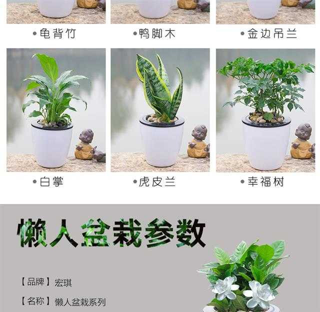 绿植花卉绿萝盆栽发财树栀子花盆栽懒人红掌白掌粉掌室内水培植物