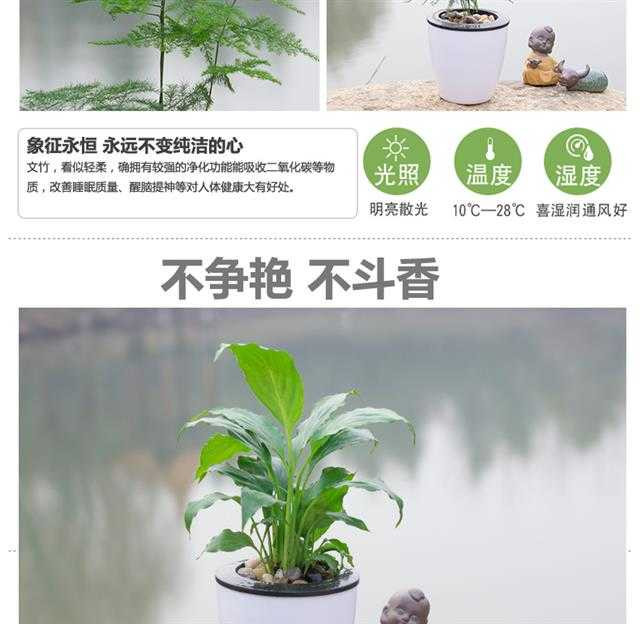 绿植花卉绿萝盆栽发财树栀子花盆栽懒人红掌白掌粉掌室内水培植物