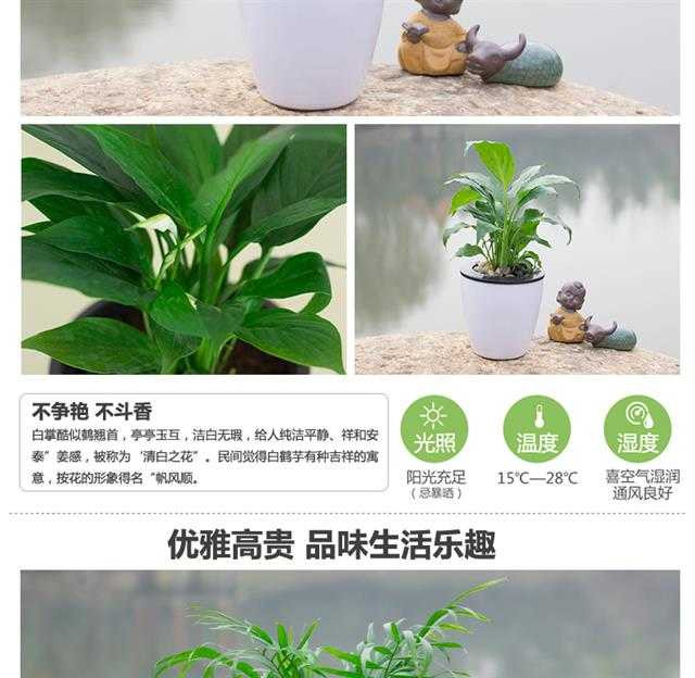 绿植花卉绿萝盆栽发财树栀子花盆栽懒人红掌白掌粉掌室内水培植物