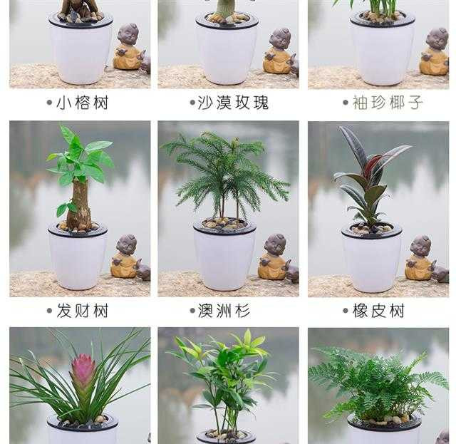 绿植花卉绿萝盆栽发财树栀子花盆栽懒人红掌白掌粉掌室内水培植物