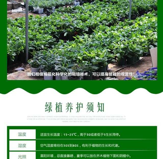 绿植花卉绿萝盆栽发财树栀子花盆栽懒人红掌白掌粉掌室内水培植物