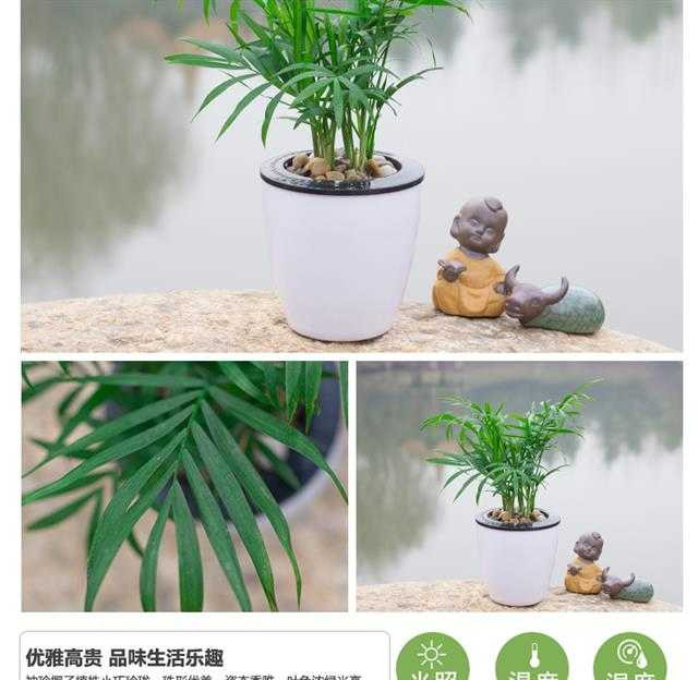 绿植花卉绿萝盆栽发财树栀子花盆栽懒人红掌白掌粉掌室内水培植物