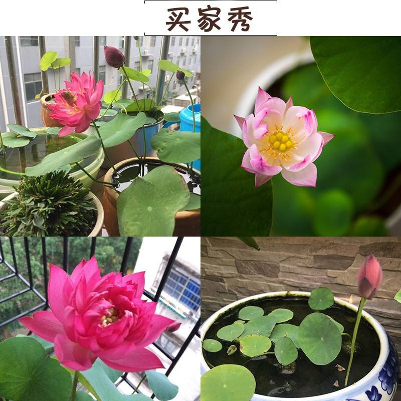 碗莲种子水培植物睡莲荷花种子室内四季盆栽绿植花卉