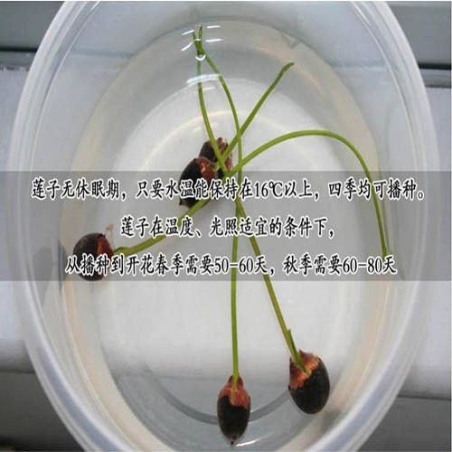 【40粒种子+盆+河泥+营养液+】碗莲种子四季播种水培植物荷花种子