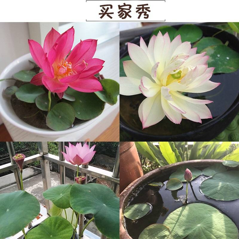 碗莲种子水培植物睡莲荷花种子室内四季盆栽绿植花卉