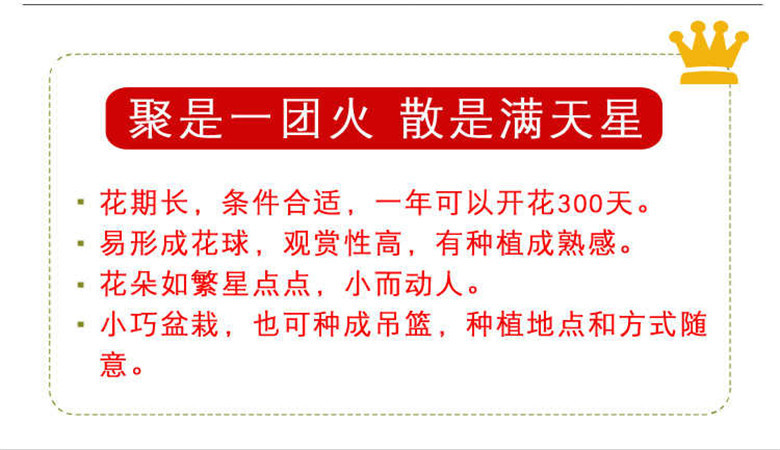 满天星种子四季易种花开不断净化空气花卉盆栽花草植物种籽