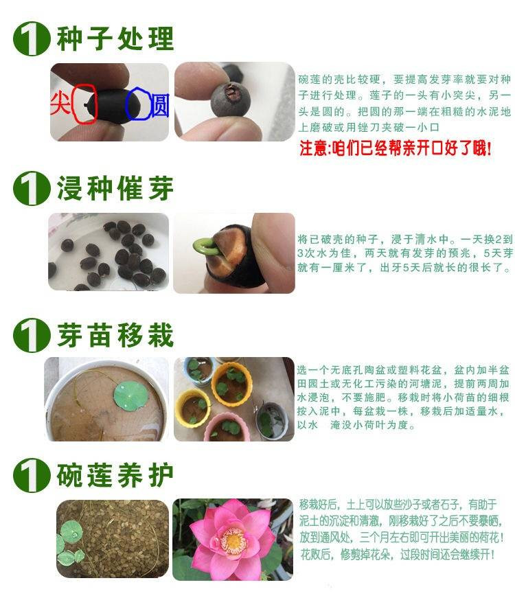 碗莲种子水培植物睡莲荷花种子室内四季盆栽绿植花卉