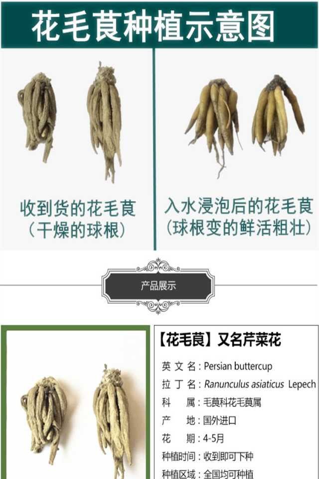 花毛莨种球种根盆栽种球花卉种子毛茛植物球根芹叶洋牡丹