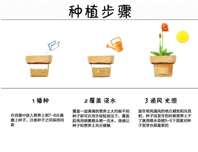 七彩凤仙花种子500粒+肥料指甲花四季种易活茶花卉种子