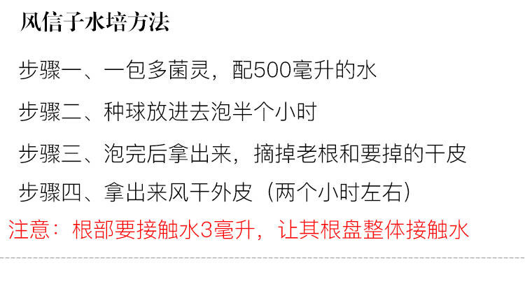 荷兰进口风信子种球花卉种子室内四季盆栽植物观花风信子水培套装