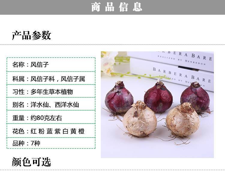 荷兰进口风信子种球花卉种子室内四季盆栽植物观花风信子水培套装