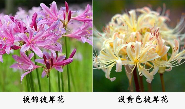 6个彼岸花种球+盆+土+肥+生根粉 四季彼岸花种子曼珠沙华植物盆栽