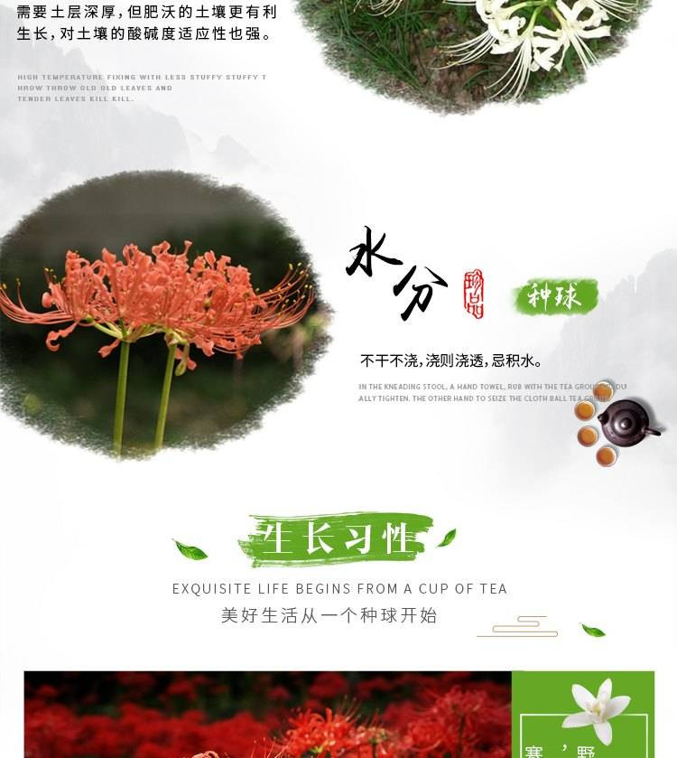 6个彼岸花种球+盆+土+肥+生根粉 四季彼岸花种子曼珠沙华植物盆栽