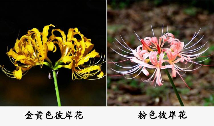 6个彼岸花种球+盆+土+肥+生根粉 四季彼岸花种子曼珠沙华植物盆栽