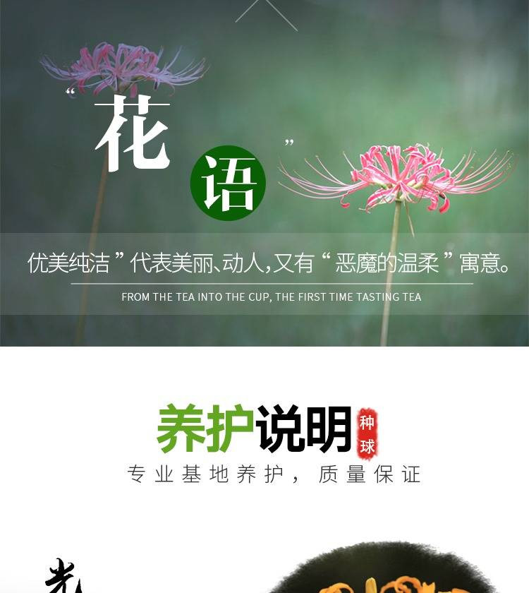 6个彼岸花种球+盆+土+肥+生根粉 四季彼岸花种子曼珠沙华植物盆栽