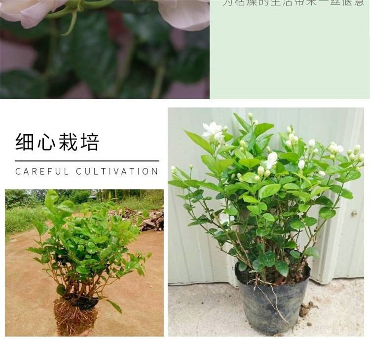 重瓣白茉莉花苗室内盆栽花卉观花植物香味浓郁净化空气带花苞包邮