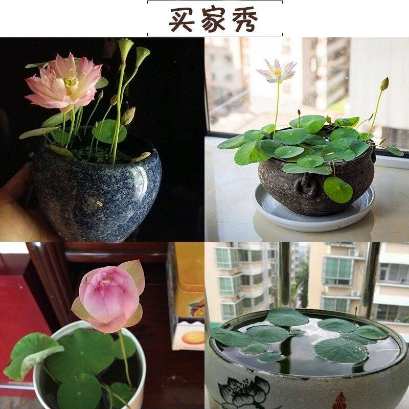 碗莲种子水培植物睡莲荷花种子室内四季盆栽绿植花卉