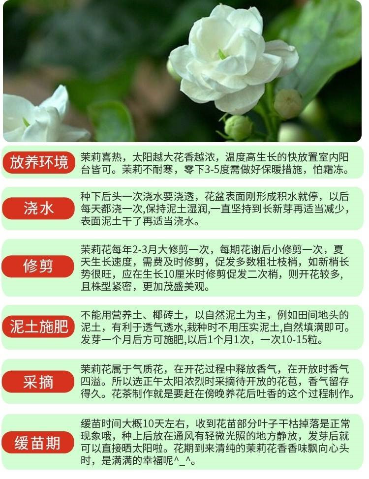 重瓣白茉莉花苗室内盆栽花卉观花植物香味浓郁净化空气带花苞包邮