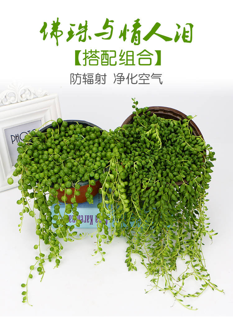 多肉佛珠花吊兰垂吊情人泪植物盆栽绿萝室内花卉珍珠摆件客厅