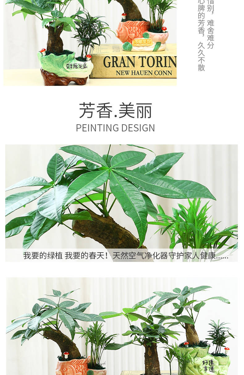 发财树盆栽室内花卉小盆景办公室绿色植物客厅招财金钱树盆栽绿植