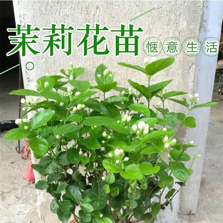 重瓣白茉莉花苗室内盆栽花卉观花植物香味浓郁净化空气带花苞包邮