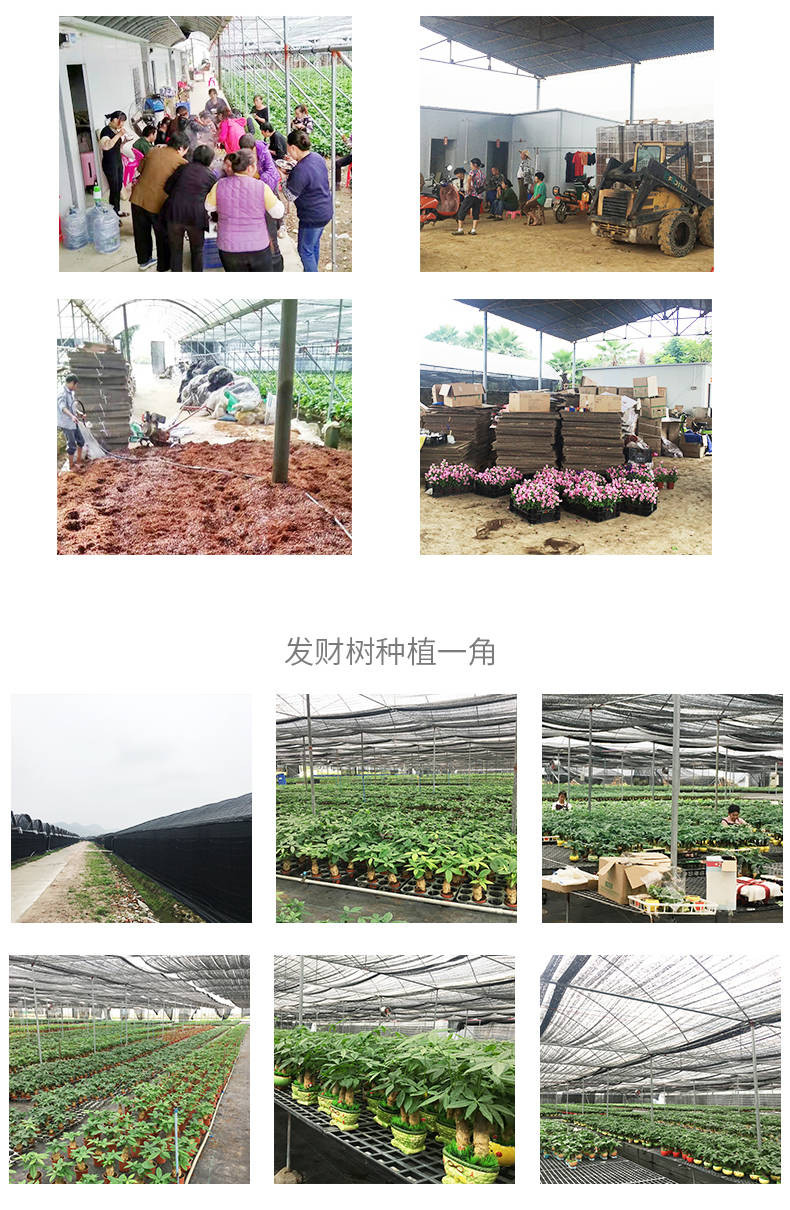 发财树盆栽室内花卉小盆景办公室绿色植物客厅招财金钱树盆栽绿植