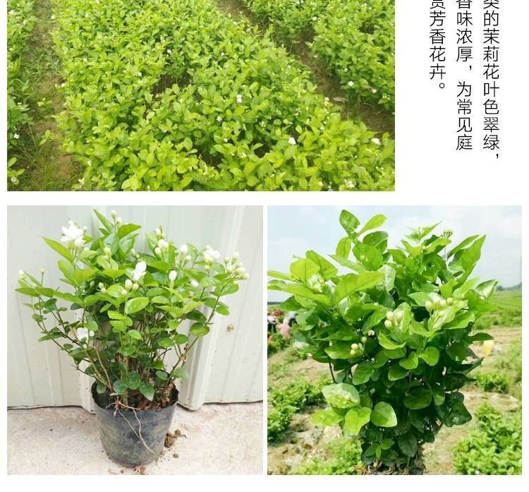 重瓣白茉莉花苗室内盆栽花卉观花植物香味浓郁净化空气带花苞包邮