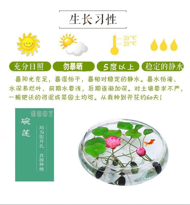 碗莲种子水培植物睡莲荷花种子室内四季盆栽绿植花卉