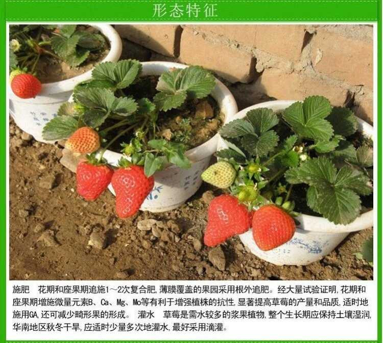 【好苗不一样】草莓苗8棵+8盆+2肥料盆栽草莓奶油草莓四季当年结果