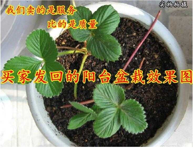 【好苗不一样】草莓苗8棵+8盆+2肥料盆栽草莓奶油草莓四季当年结果