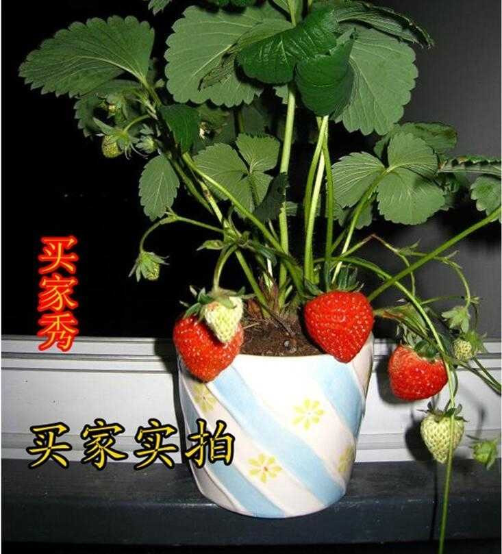 【好苗不一样】草莓苗8棵+8盆+2肥料盆栽草莓奶油草莓四季当年结果